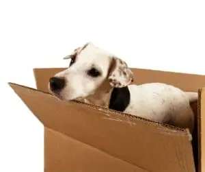 How to Register Your Pet When You Move?